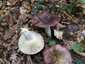 Feketésvörös galambgomba (Russula undulata), Somogy